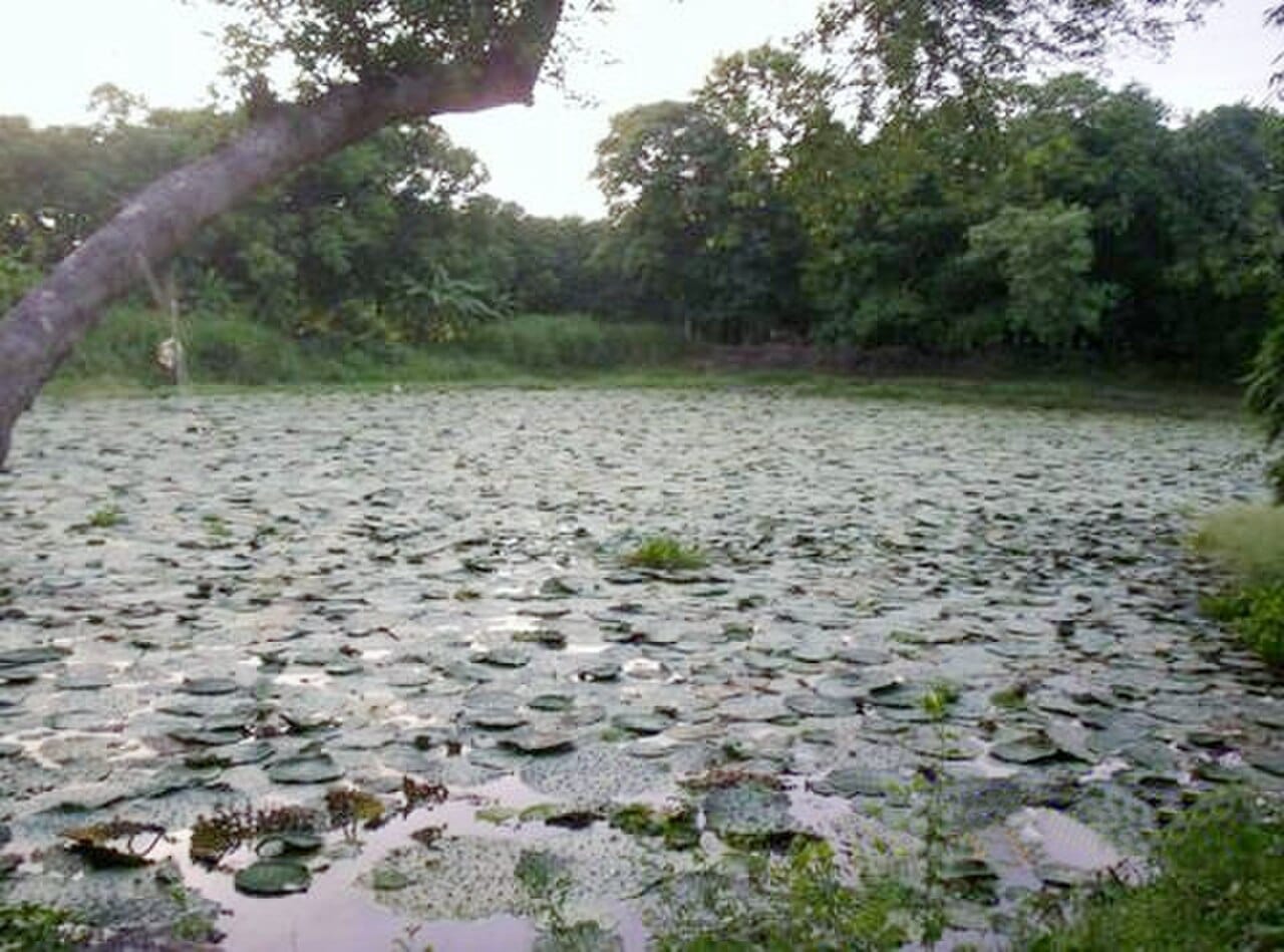 A makhana (fox-nut) cultivation pond in Mithila